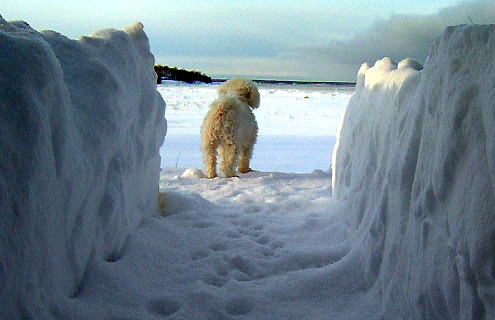 snowy winter scenes