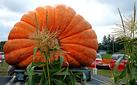 Pumpkinfest Port Elgin